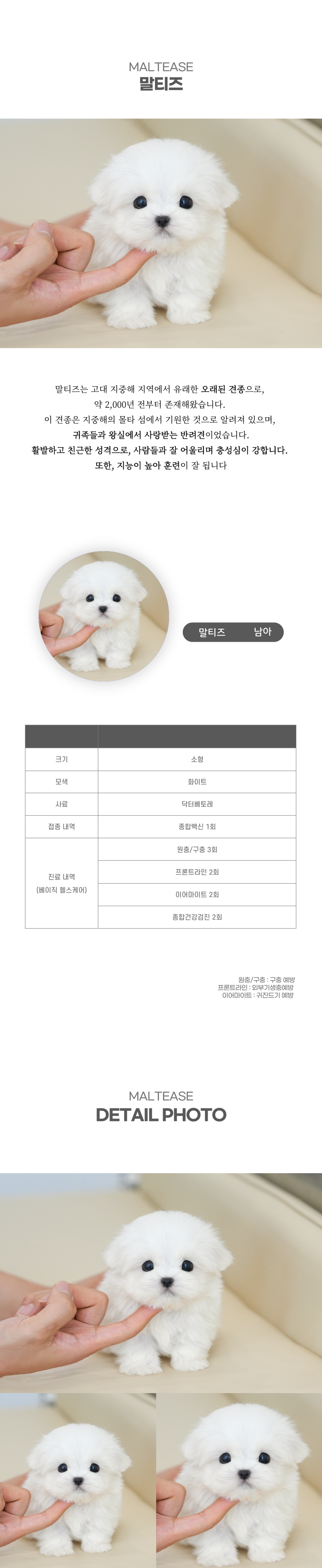 말티즈_상세이미지_2